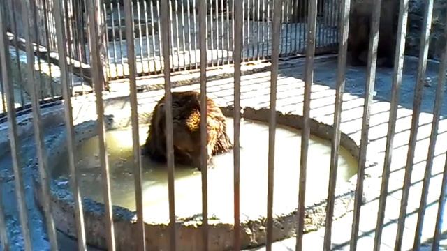 храмой медведь купается смотреть онлайн