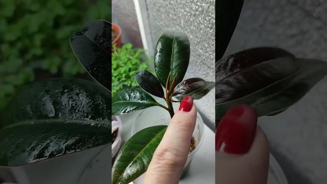 История одного Фикуса #фикус #фикусы #реанимация #восстановление #укоренение #корни #вермикулит #до смотреть онлайн