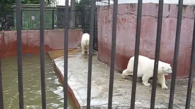 Белые медведи маятся в зоопаркеpolar bears at the zoo