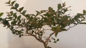 Crape Myrtle Bonsai Maintenance - Creating Movement in the Branches Before They Harden