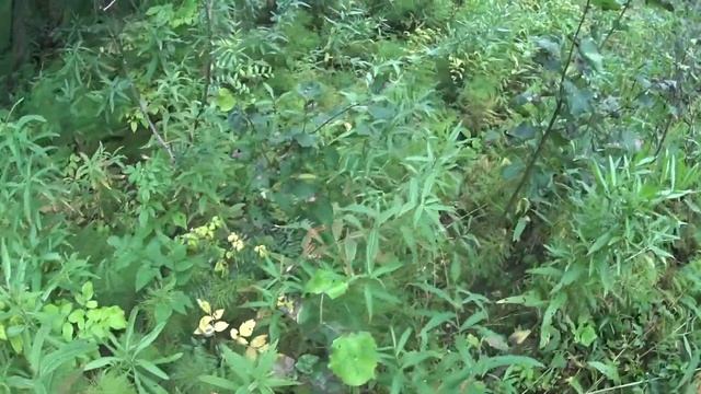 ГРИБЫ В ЛЕСУ смотреть онлайн