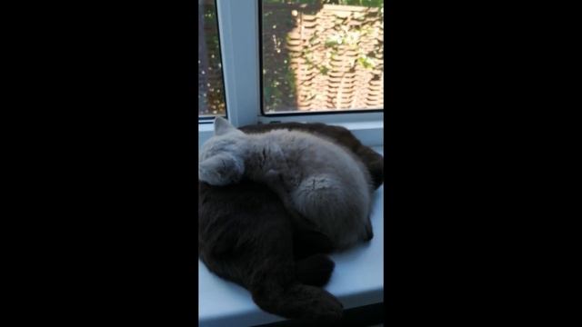 Первое знакомство британского и шотландского  кота.   #британскийкот #шотландец #котята