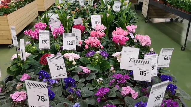 Рослини Садового центру "Епіцентру". №4. Різні квітучі рослини.