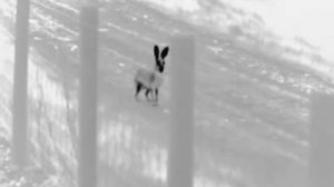 Hare Today...gone tomorrow - Pulsar Quantum XD38S thermal imaging