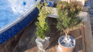 #весна2023 #распаковка #хвойные  #растения #21марта #сосны#горные#туя #заказ #в#сад