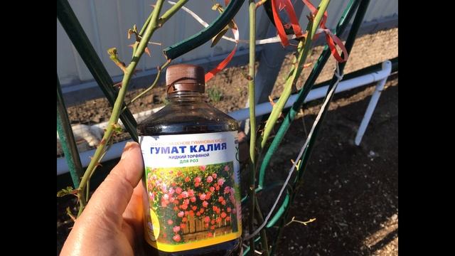 Гумат Калия и препарат НВ 101 для роз. Что это такое и как я применяю.