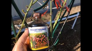 Гумат Калия и препарат НВ 101 для роз. Что это такое и как я применяю.