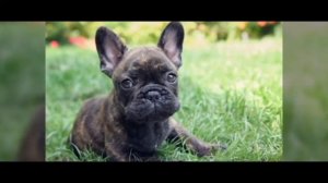 Топ 5 собак для квартиры / Топ 5 пород собак для квартиры