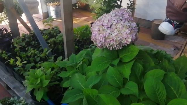 Осенние работы, из сада в теплицу. смотреть онлайн