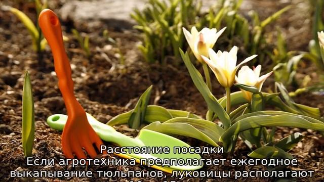 Тюльпаны: посадка и уход в открытом грунте