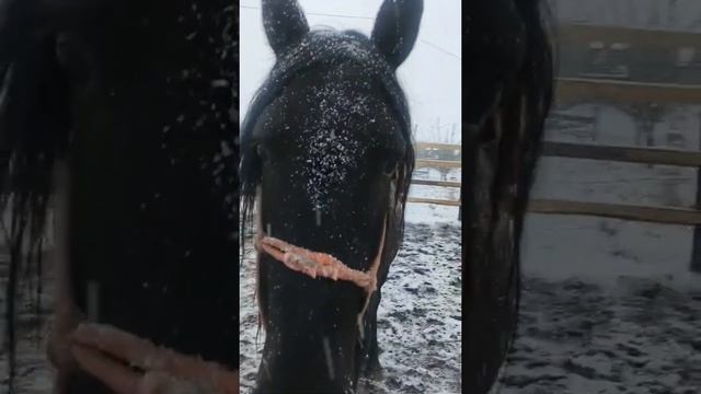 Содержание (постой) лошадей. Обучение (воспитание) лошадей. Вольный аул