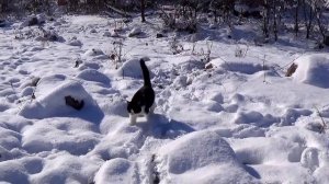 2017_01_31_СТОРОЖЕВОЙ КОТ,ПРОСТО КОТ_ПЛАСТУНКА_СОЧИ.mp4