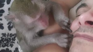 Обезьянка грумер !)