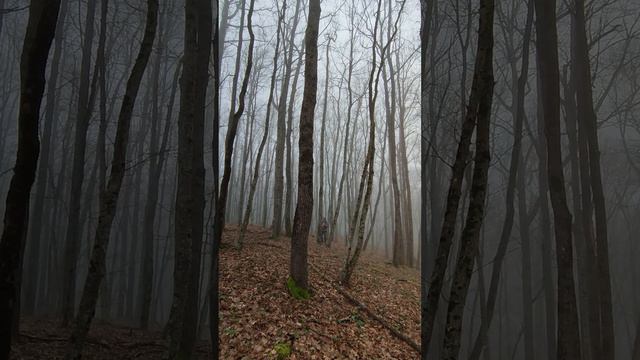 Пение птиц в лесу. Японская флейта. Флейта, птицы, лес.