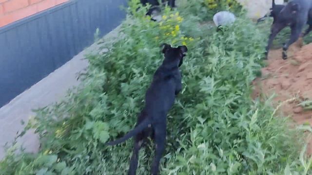 щенки Кане Корсо на прогулки смотреть онлайн