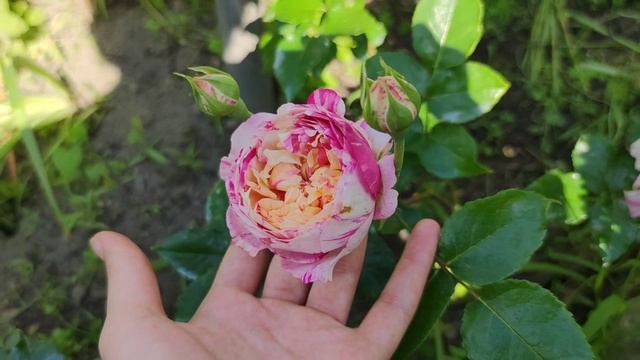 Плетистая роза Julie Andrieu, Delbard , Франция 2016.Первое ее цветение в моем саду. смотреть онлайн