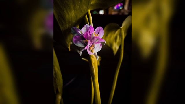 Canon EOS 1200d DSLR | Easy Photography Tips | sample images | some of my photographs | Stock photo смотреть онлайн