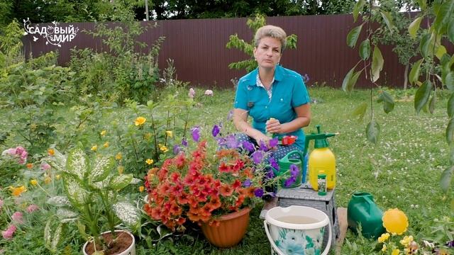 Желтеют листья – чем подкормить