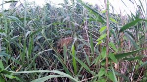 ПОДГОТОВКА МЕСТА / ДЛЯ РЫБАЛКИ В КАМЫШАХ