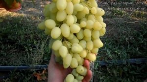 Виноград (Зарница)