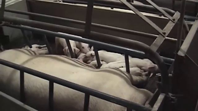 Питер Динклэйдж. Задумайтесь на 3 минуты