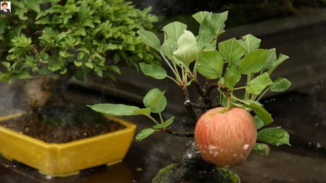 ИСКУССТВО БОНСАЙ (Bonsai  盆栽 )