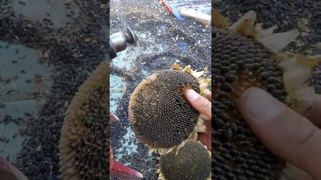 Как быстро выбить семечки из подсолнуха смотреть онлайн