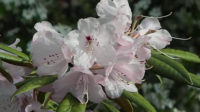 Rhododendron niveum смотреть онлайн