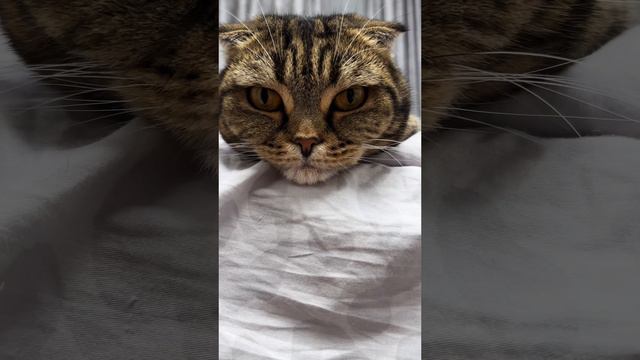 ЧЕССИ🐯МИЛОТА