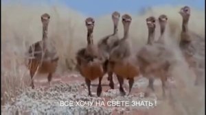 "Воробей-верблюд" или Африканский страус. Всё хочу на свете Знать !