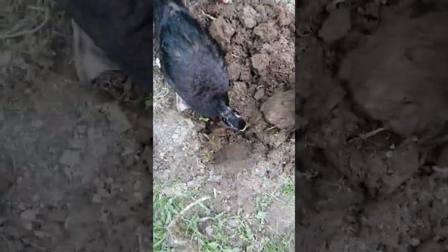 Любимая еда ИНДОУТОК! смотреть онлайн