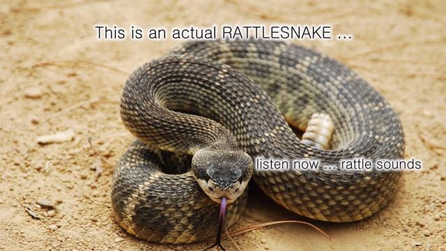 Gopher Snake mimicking a Rattlesnake смотреть онлайн