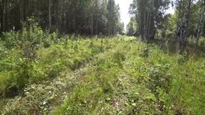 СБОР ГРИБОВ 2021. ТИХАЯ ОХОТА. ПЕРМСКИЙ КРАЙ