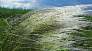 Степи России. Окружающий мир, 4 класс