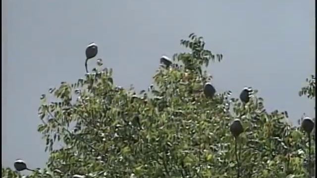 Windward Islands Travel Doc 09 смотреть онлайн