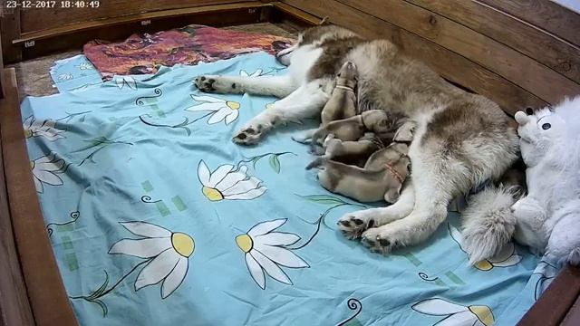 Хасята онлайн. (Ижевск). Сезон 3 - Первый день.(нарезка). смотреть онлайн