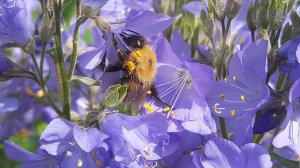Синюха Лазурная. Северо-Западный регион.