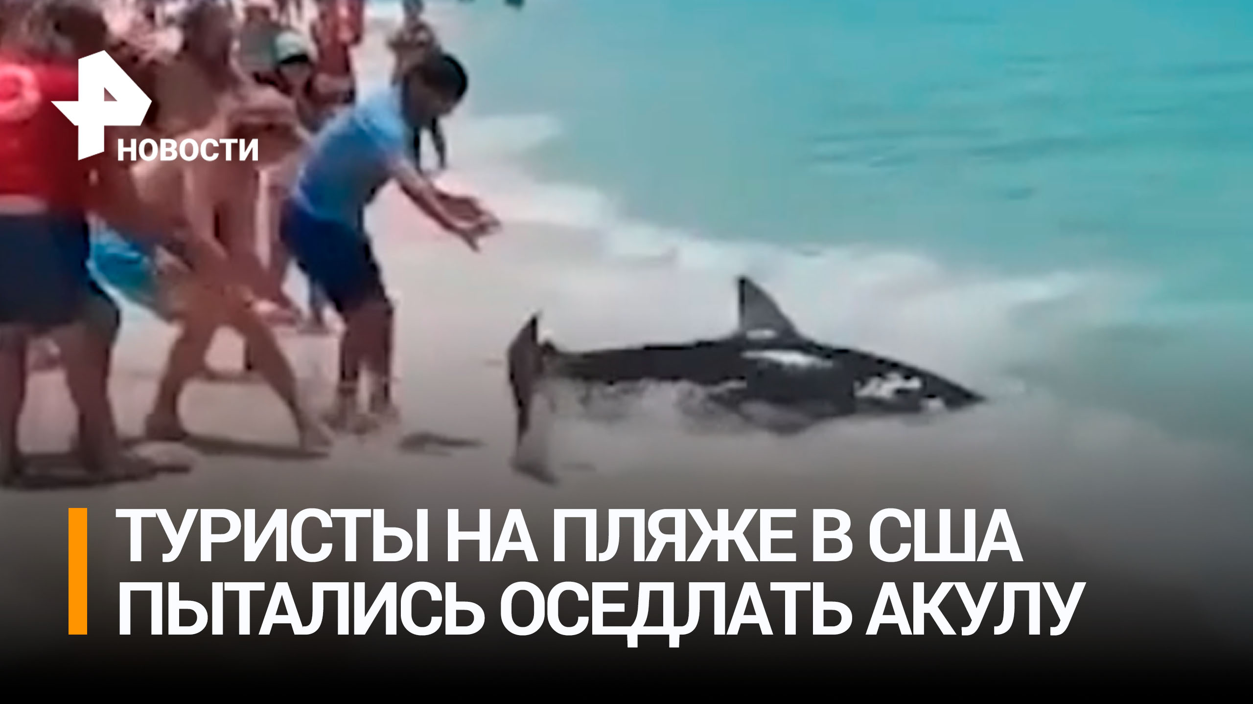 Туристы в США пытались "оседлать" акулу, пока хищница бессильно билась на мелководье / РЕН Новости