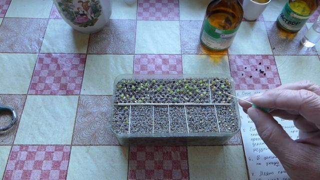 УХОД ЗА СЕЯНЦАМИ | ЗИМОВКА КАКТУСОВ В ДОМЕ смотреть онлайн