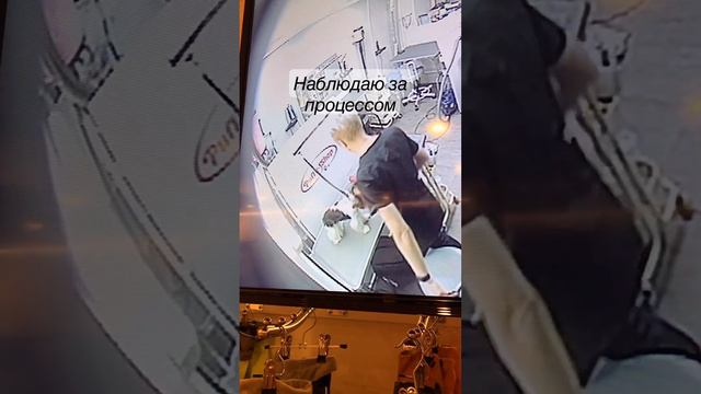 Как проходит наш груминг 🐶🫶🏻#бивер#биверйорк#йоркомания смотреть онлайн