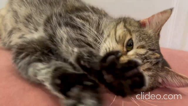 ЧУДЕСНАЯ КРАСАВИЦА ЛАРИ ИЩЕТ СВОЙ ДОМ! смотреть онлайн