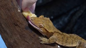 Бананоед ест банан