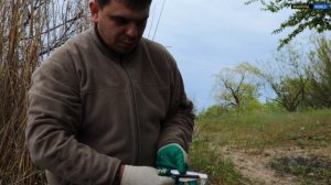 ловим Донскую сельдь / Цимлянское водохранилище. Черноморо-азовская проходная сельдь  О РЫБАЛКЕ № 2