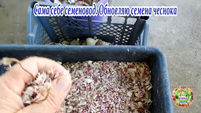 Сама себе семеновод. Обновляю семена чеснока