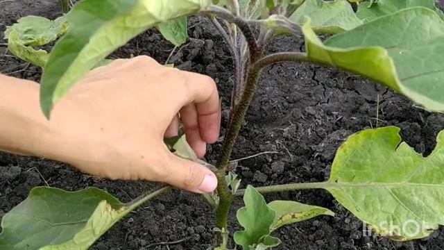 Как пасынковать баклажаны/ как формировать баклажаны в открытом грунте/ пасынкование баклажан смотреть онлайн
