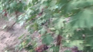 ГЛУШКОВ М.Н. ВИНОГРАДНИК МАСТЕРА - ГОД КАТАКЛИЗМА