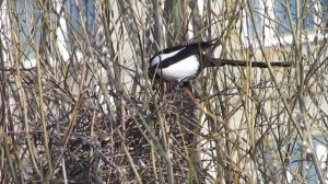 Умные птицы сороки строят гнездо