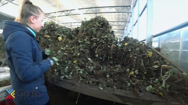 Опухли руки и отказал палец после работы в теплицах на клубнике в Германии смотреть онлайн