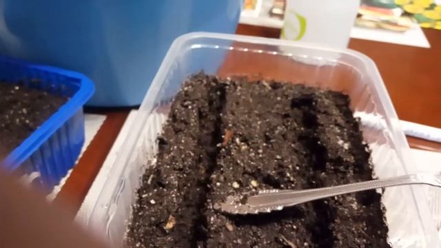 Сею комнатные томаты на рассаду. 2 марта 2020 год. смотреть онлайн