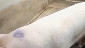 Покрываю свиноматок, чесотка у поросят. Тёплый сарай.